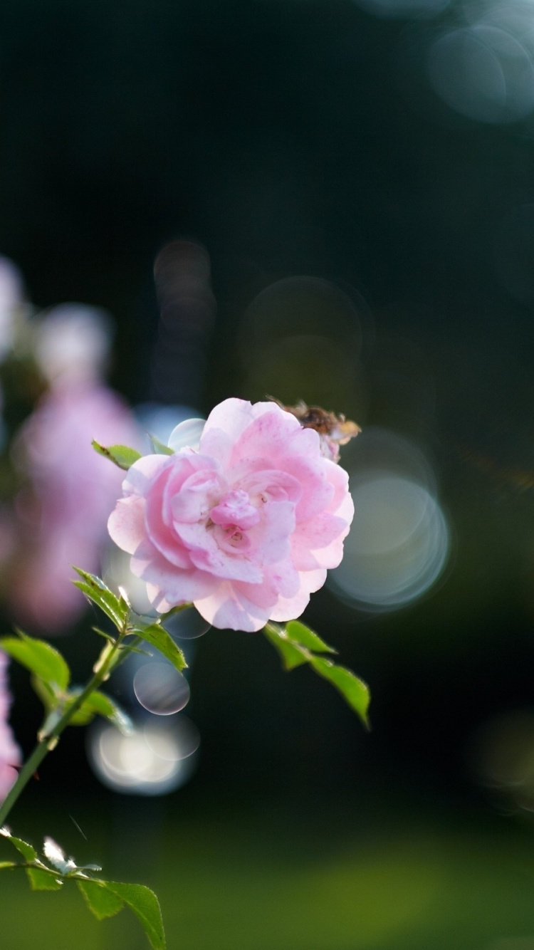 Pink Flower in Tilt Shift Lens. Wallpaper in 750x1334 Resolution