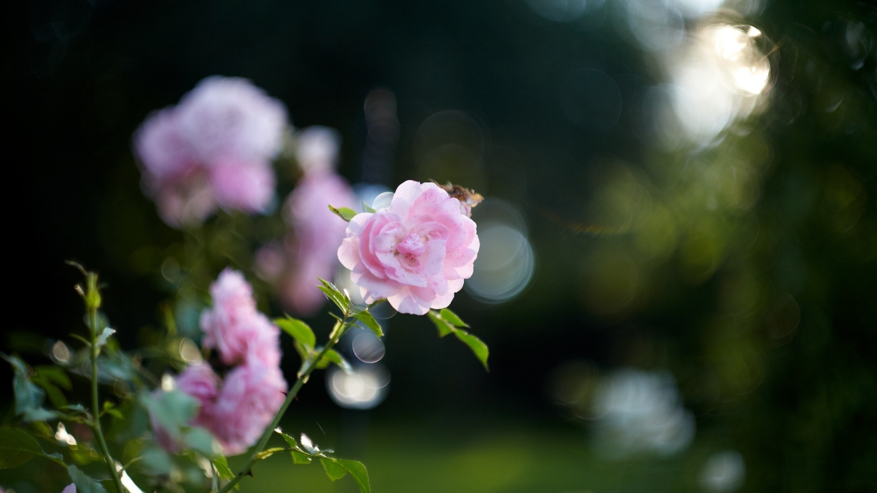 Rosa Blume in Tilt-Shift-Linse. Wallpaper in 1280x720 Resolution