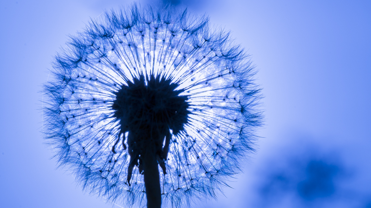 Pissenlit, Blue, Nature, Texture, la Journée. Wallpaper in 1280x720 Resolution