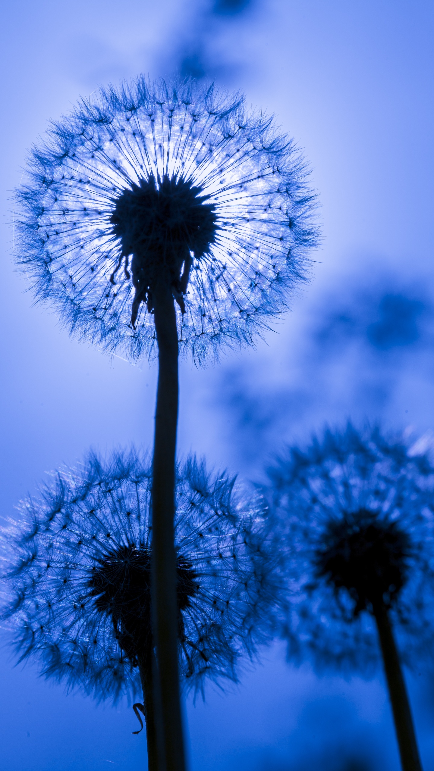 Pissenlit, Blue, Nature, Texture, la Journée. Wallpaper in 1440x2560 Resolution