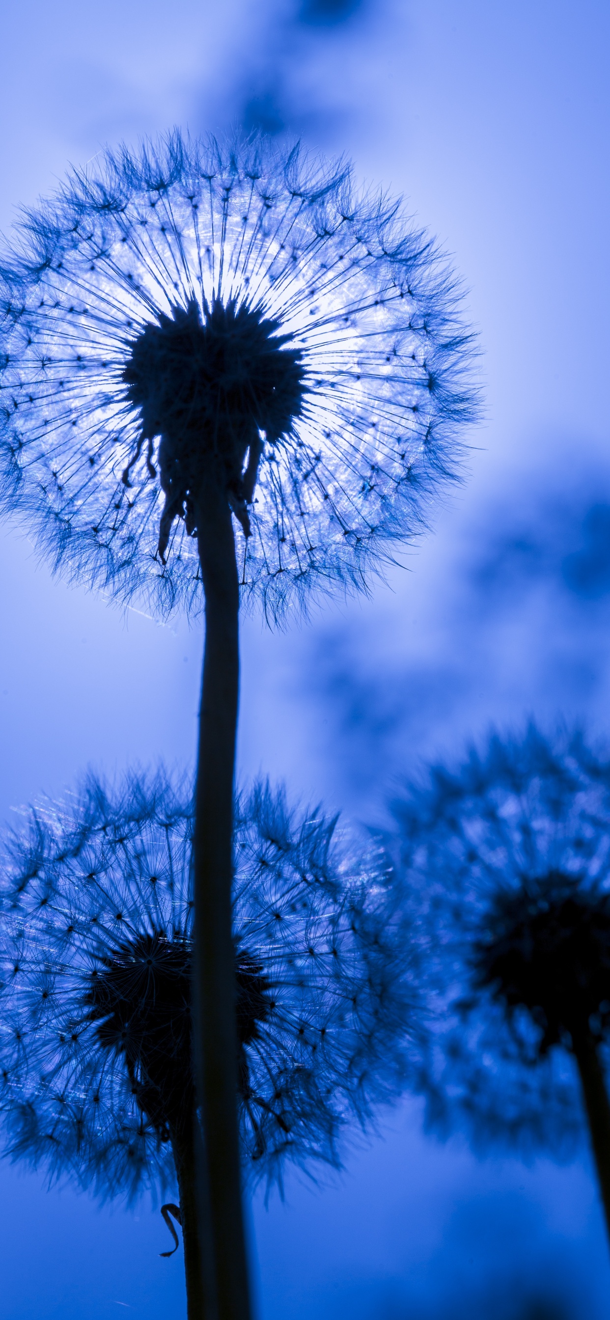 Löwenzahn, Blau, Natur, Textur, Tageszeit. Wallpaper in 1242x2688 Resolution