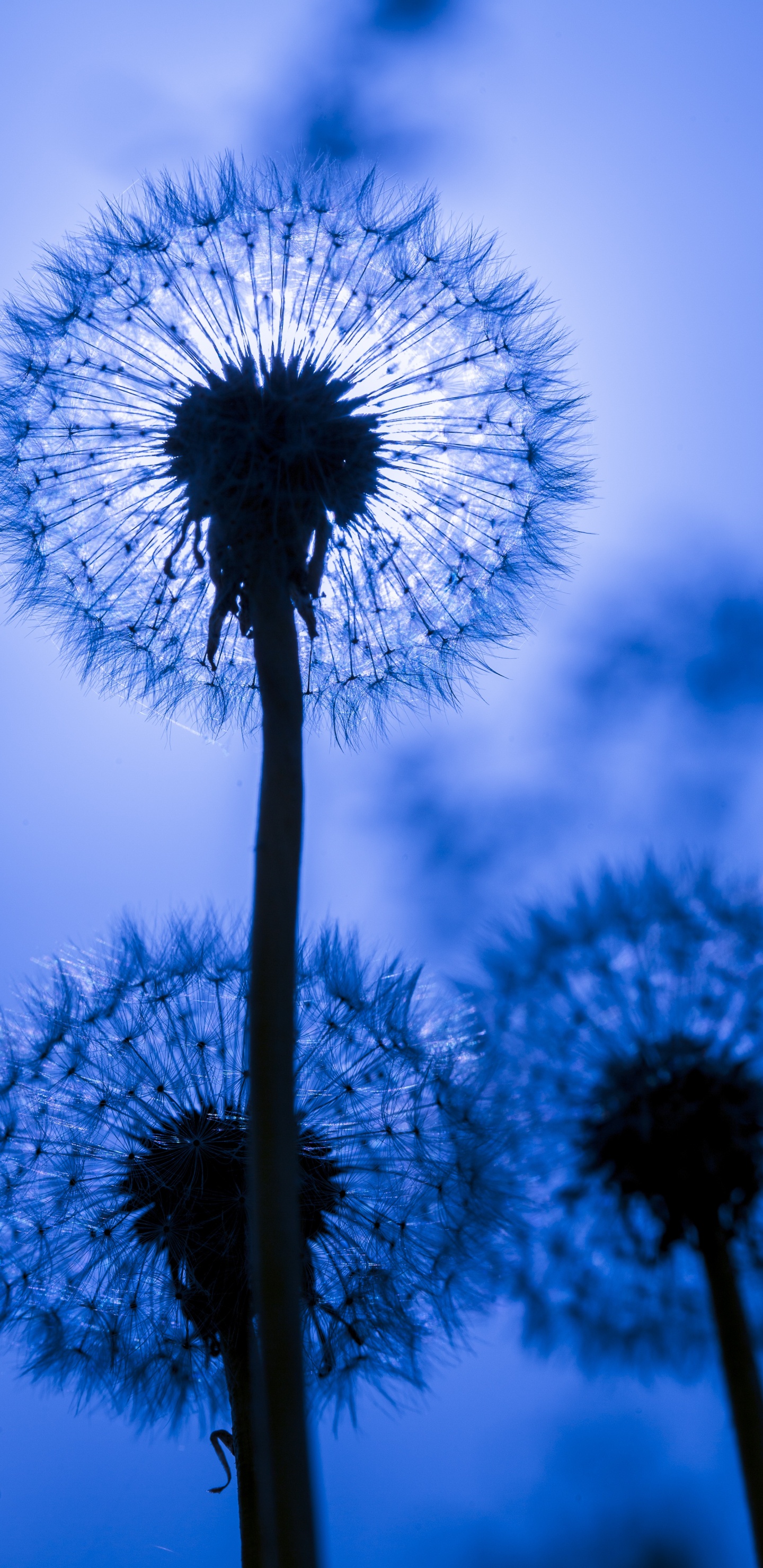 Löwenzahn, Blau, Natur, Textur, Tageszeit. Wallpaper in 1440x2960 Resolution