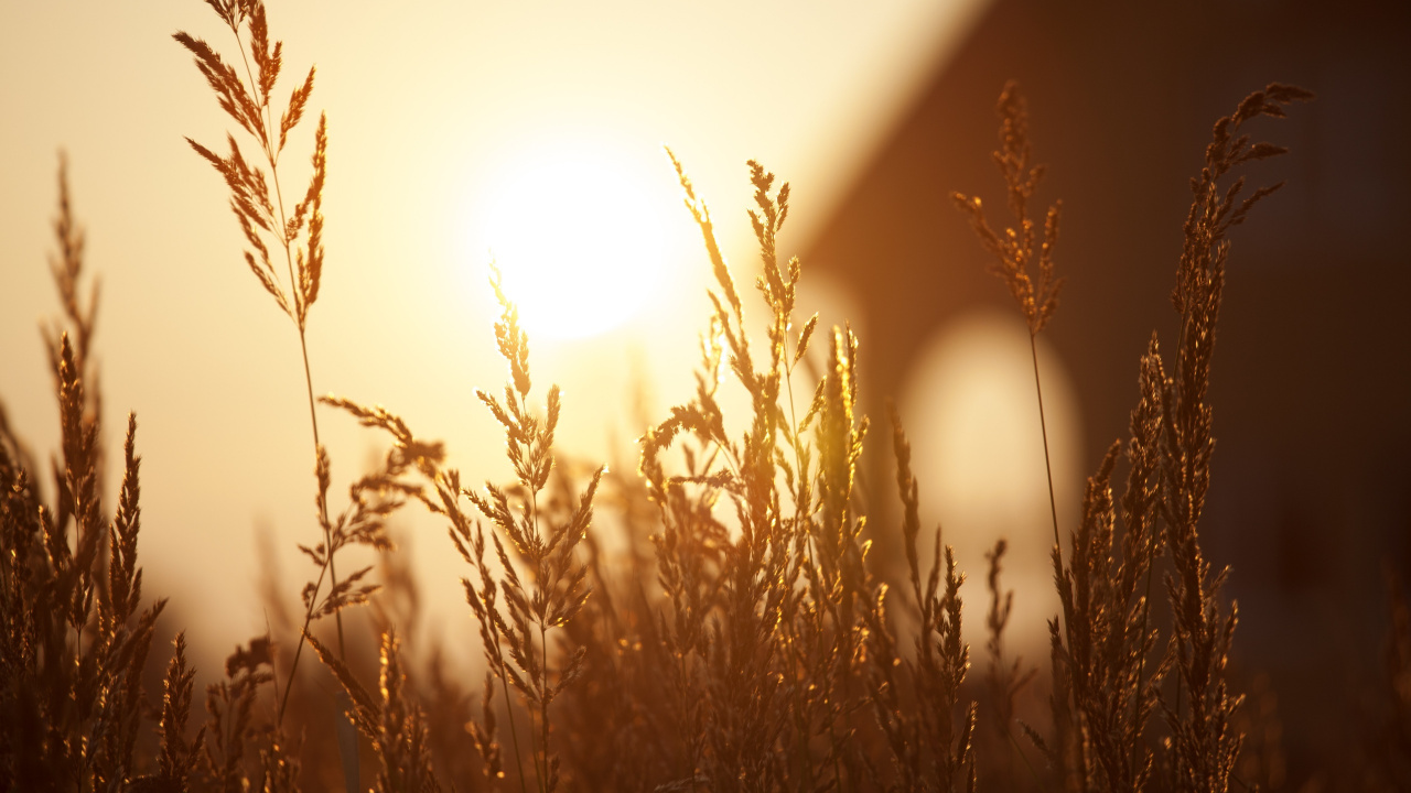Brown Grass During Golden Hour. Wallpaper in 1280x720 Resolution