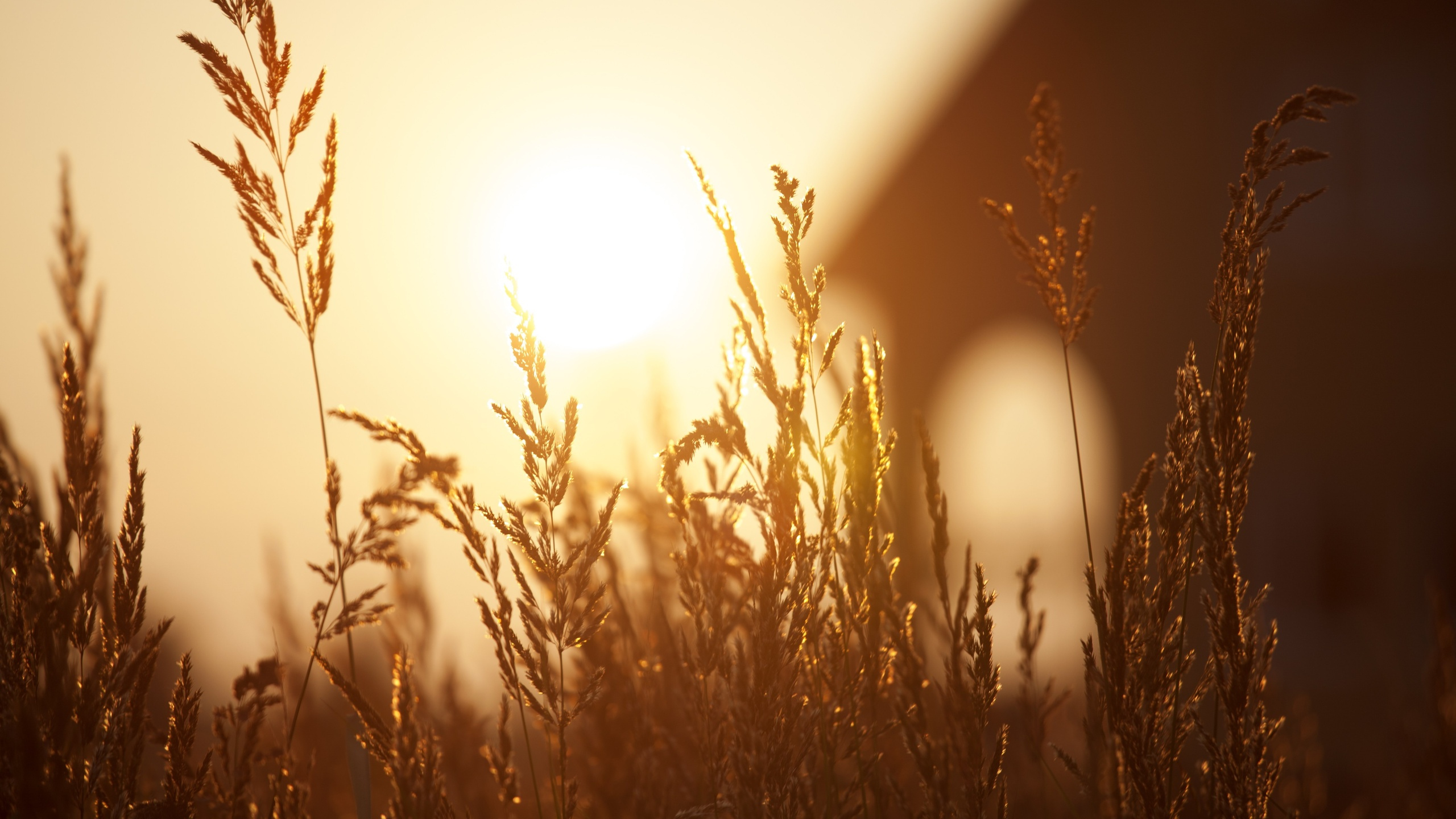 Brown Grass During Golden Hour. Wallpaper in 2560x1440 Resolution