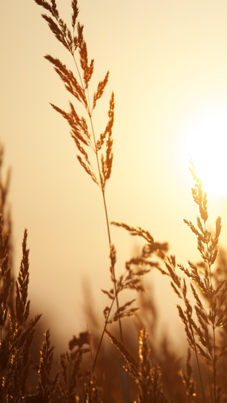 Brown Grass During Golden Hour. Wallpaper in 750x1334 Resolution