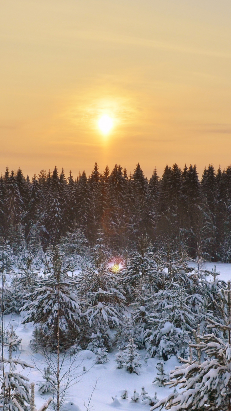 Pinos Cubiertos de Nieve Durante la Puesta de Sol. Wallpaper in 750x1334 Resolution