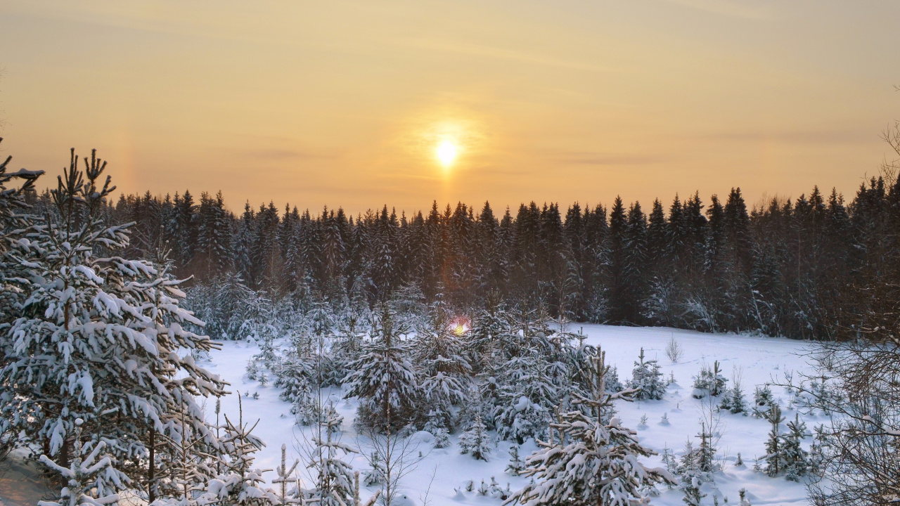 Schneebedeckte Kiefern Bei Sonnenuntergang. Wallpaper in 1280x720 Resolution