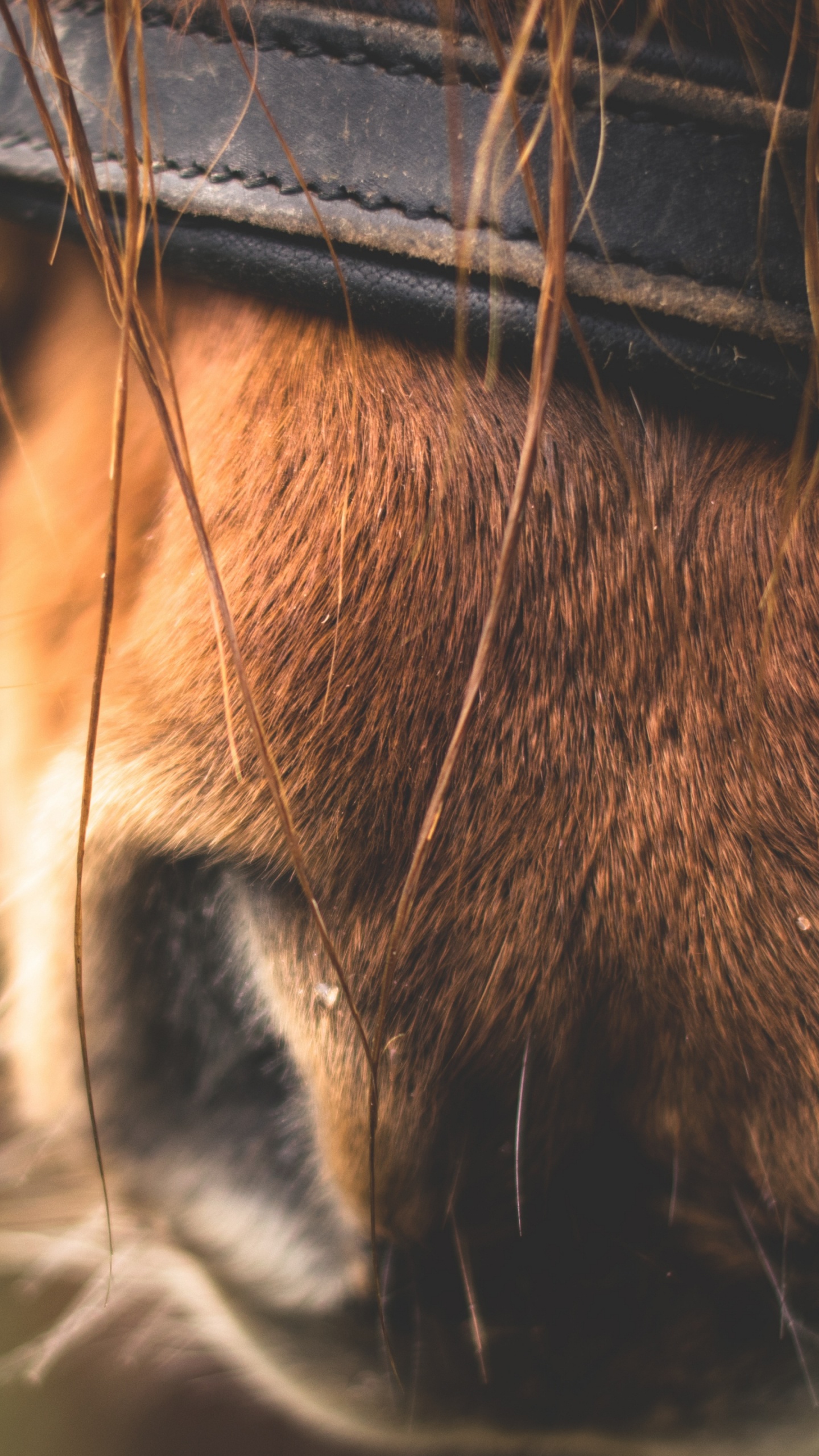 Brown Horse With Blue Leather Belt. Wallpaper in 1440x2560 Resolution
