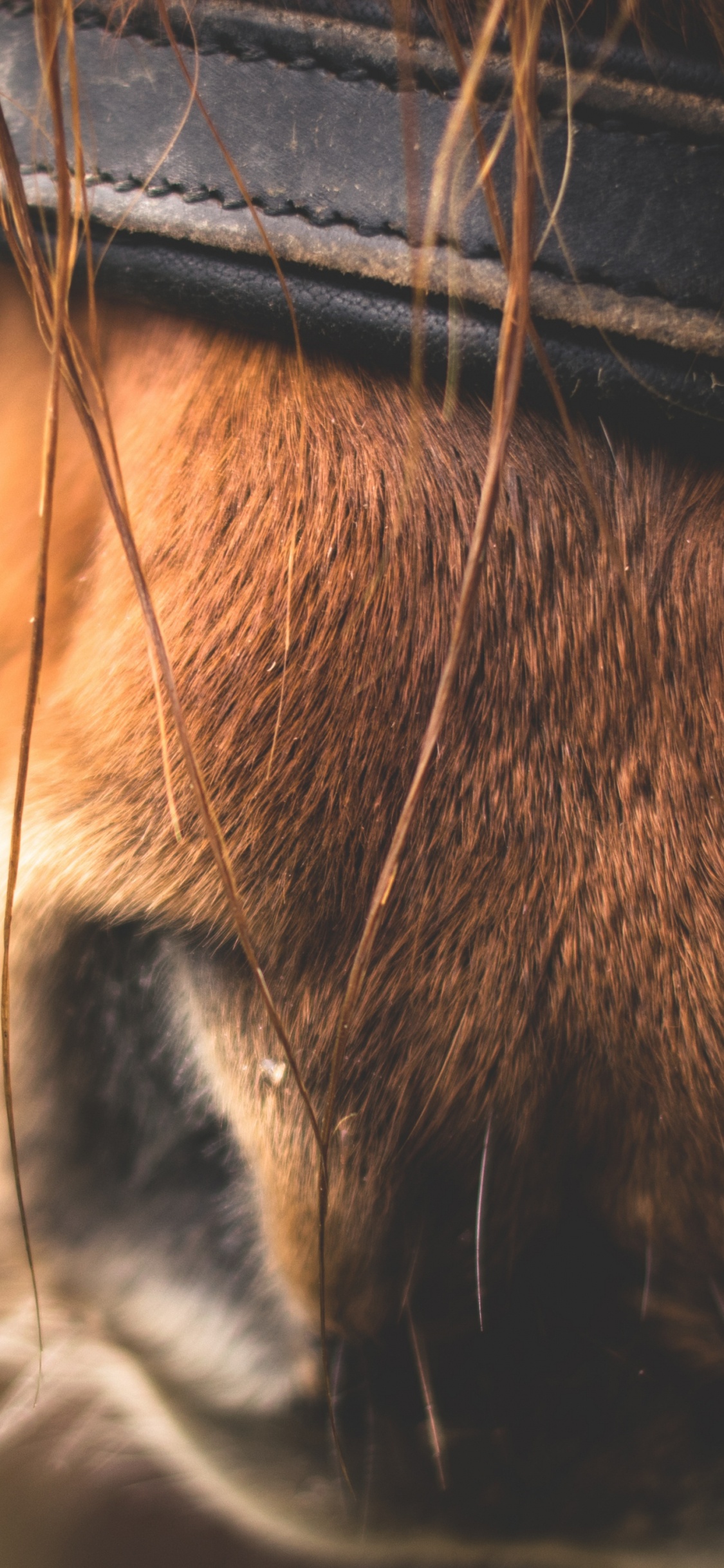 Caballo Marrón Con Cinturón de Cuero Azul. Wallpaper in 1125x2436 Resolution