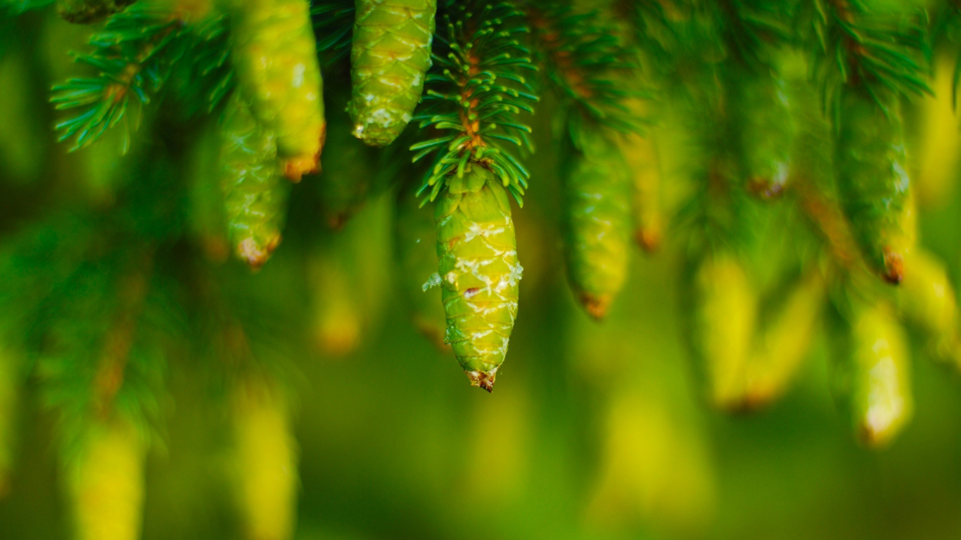 Green Fern in Close up Photography. Wallpaper in 1366x768 Resolution