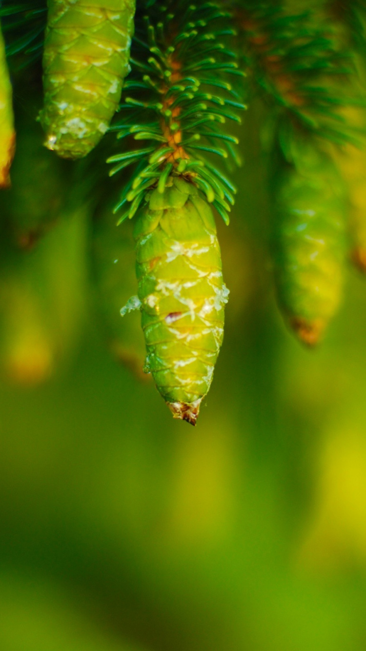 Green Fern in Close up Photography. Wallpaper in 750x1334 Resolution