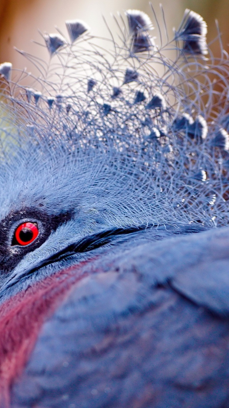 Pájaro Azul y Rojo Con Alas. Wallpaper in 750x1334 Resolution