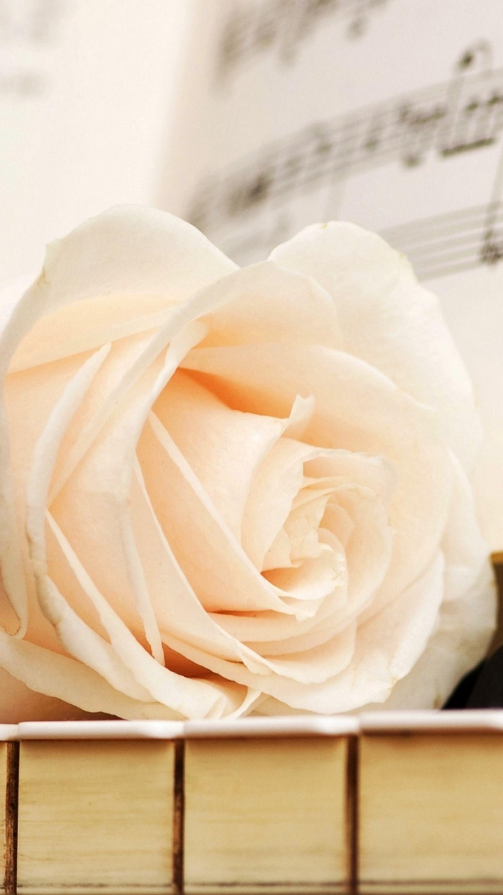 Piano, Musical Note, Rose, Music, Flower. Wallpaper in 720x1280 Resolution