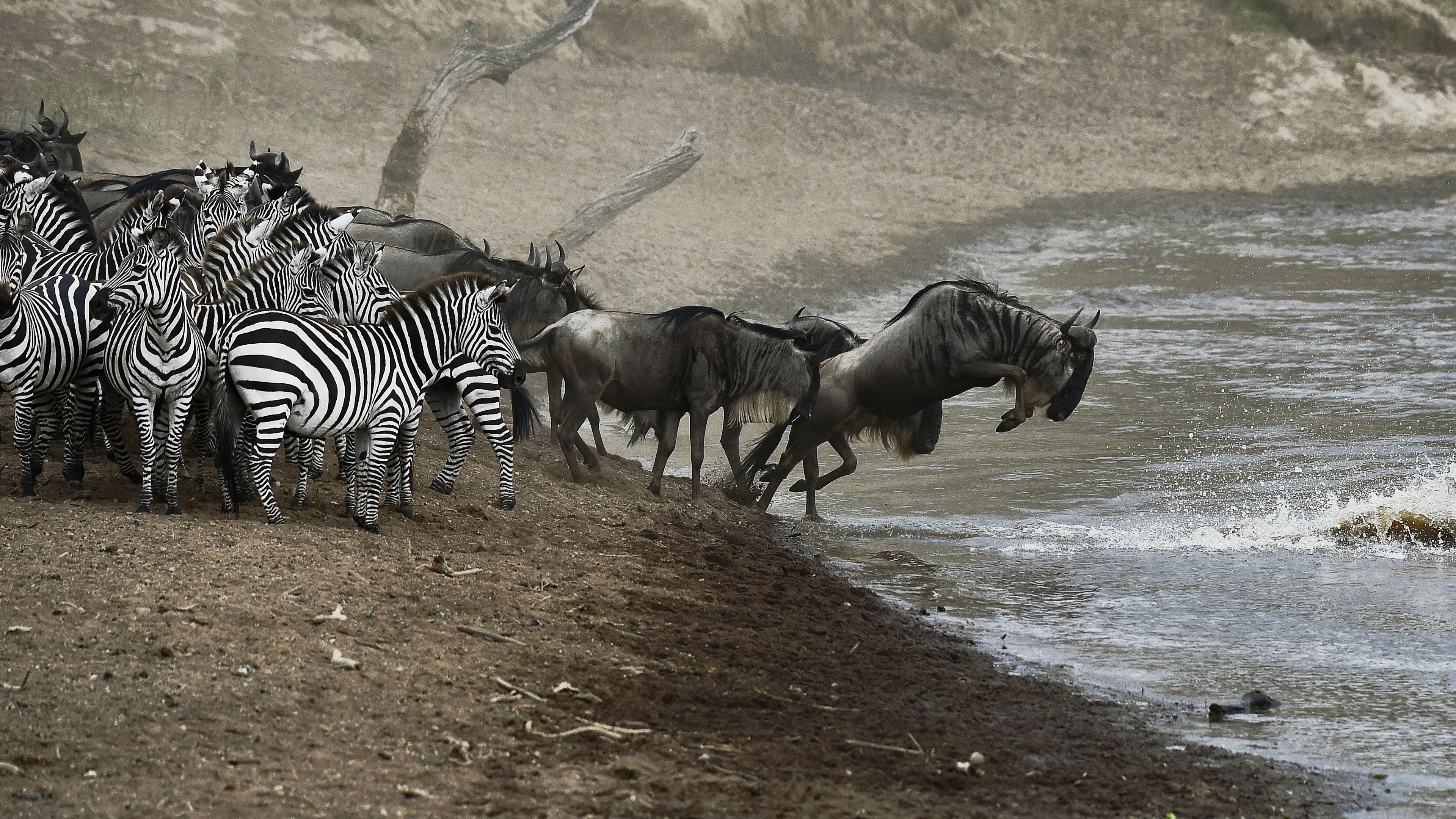 Zebra Und Zebra Auf Brauner Erde. Wallpaper in 3840x2160 Resolution
