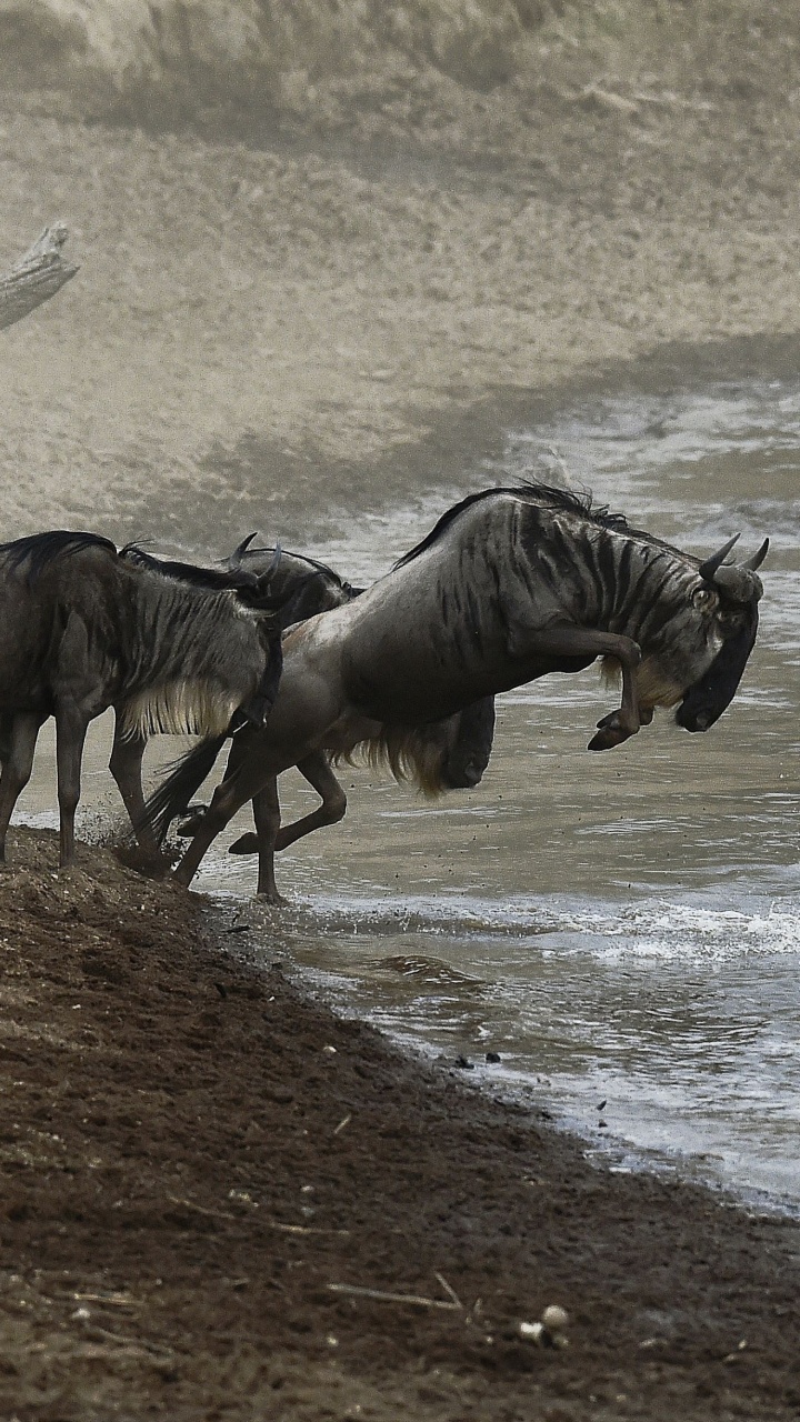 Zebra and Zebra on Brown Soil. Wallpaper in 720x1280 Resolution