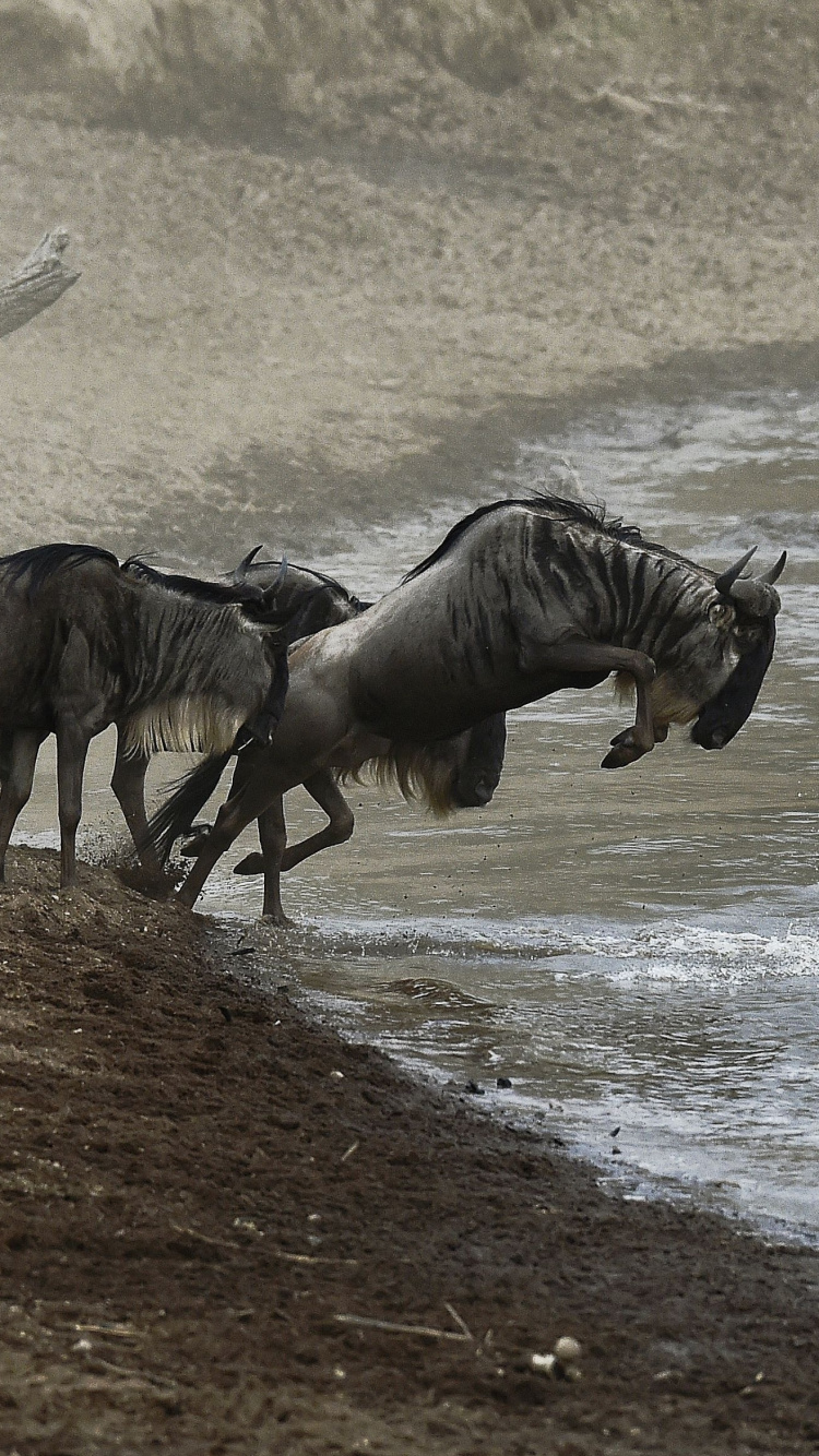 Zebra and Zebra on Brown Soil. Wallpaper in 750x1334 Resolution