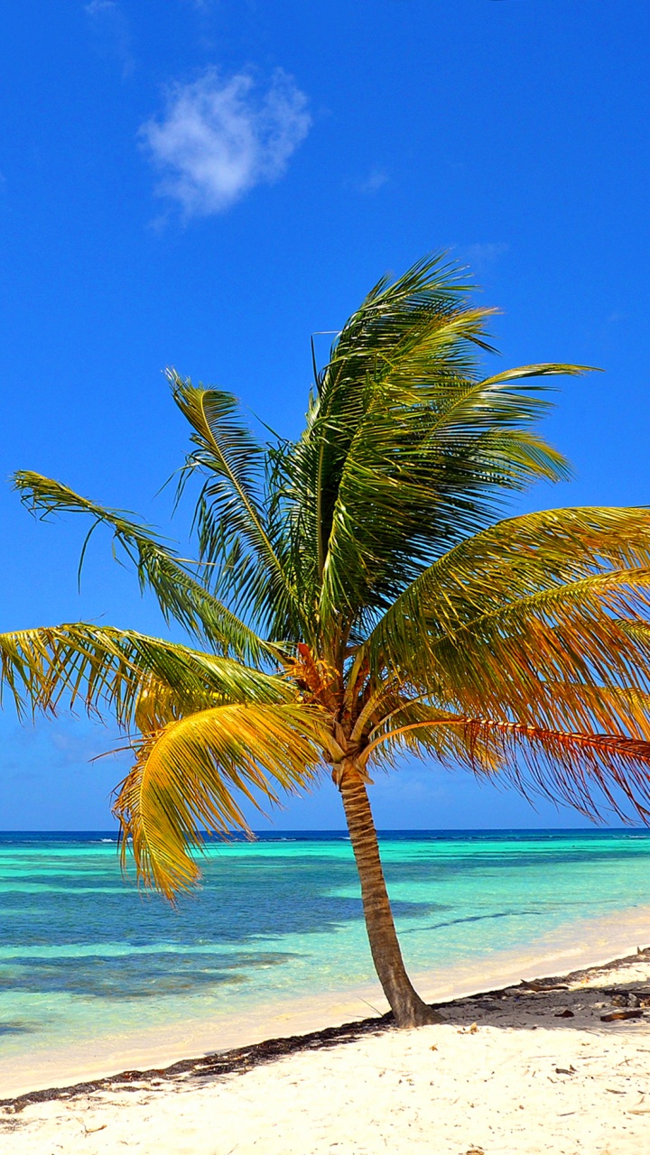 Palmera Verde en la Playa de Arena Blanca Durante el Día. Wallpaper in 720x1280 Resolution
