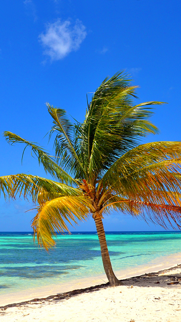 Palmera Verde en la Playa de Arena Blanca Durante el Día. Wallpaper in 750x1334 Resolution