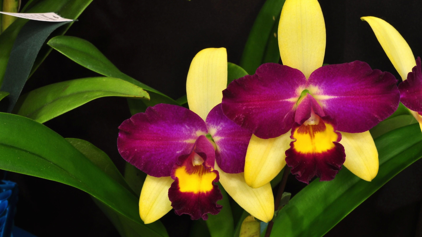 Gelbe Und Violette Blume in Nahaufnahmen. Wallpaper in 1366x768 Resolution