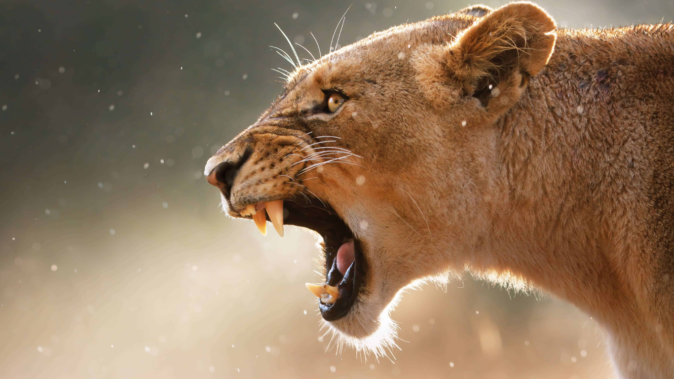 Brown Lion in Close up Photography. Wallpaper in 1366x768 Resolution