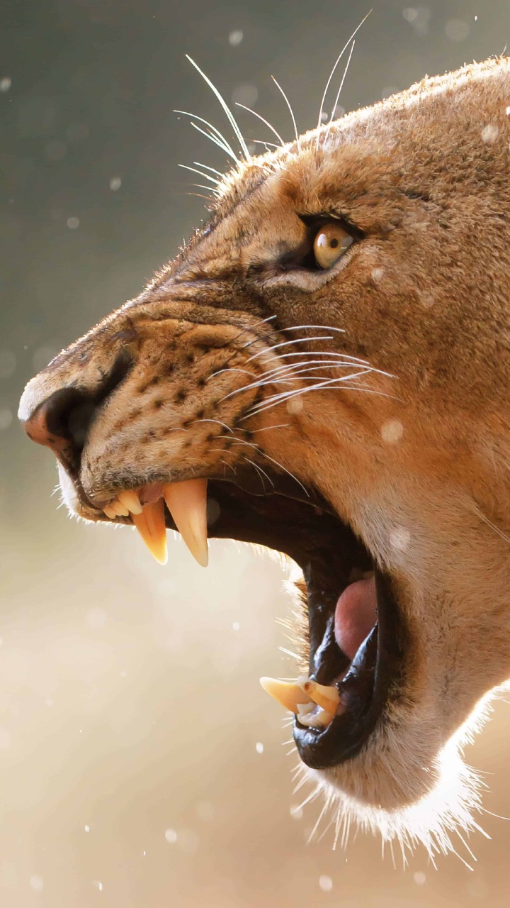 Brown Lion in Close up Photography. Wallpaper in 720x1280 Resolution