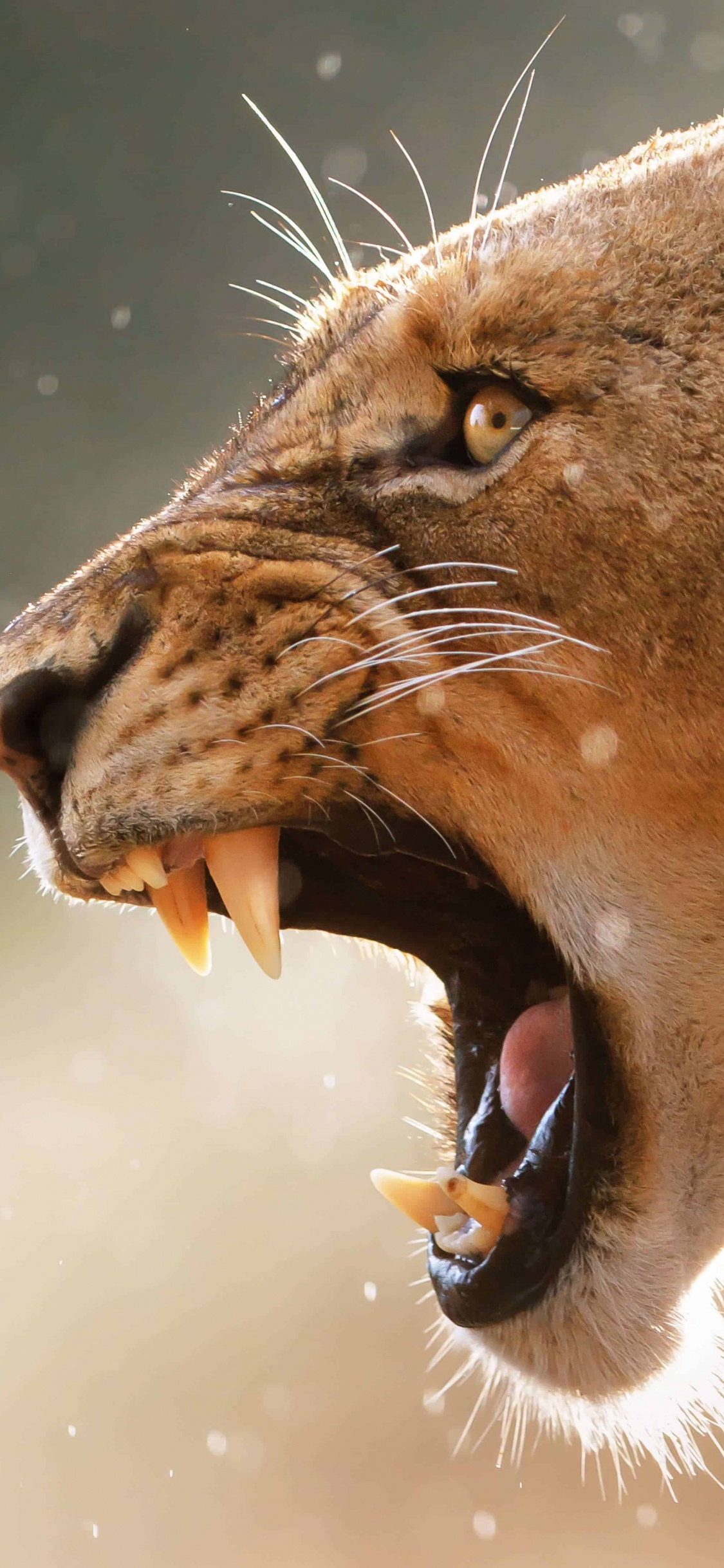 Lion Brun en Photographie Rapprochée. Wallpaper in 1125x2436 Resolution