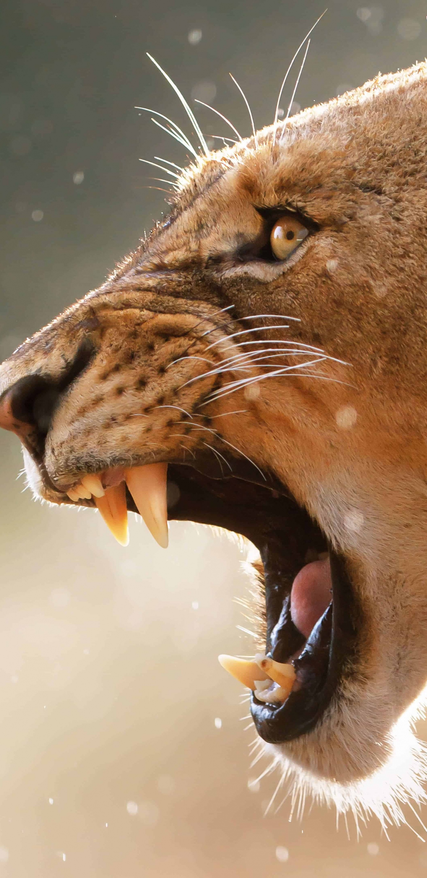 León Marrón en Fotografía de Cerca. Wallpaper in 1440x2960 Resolution