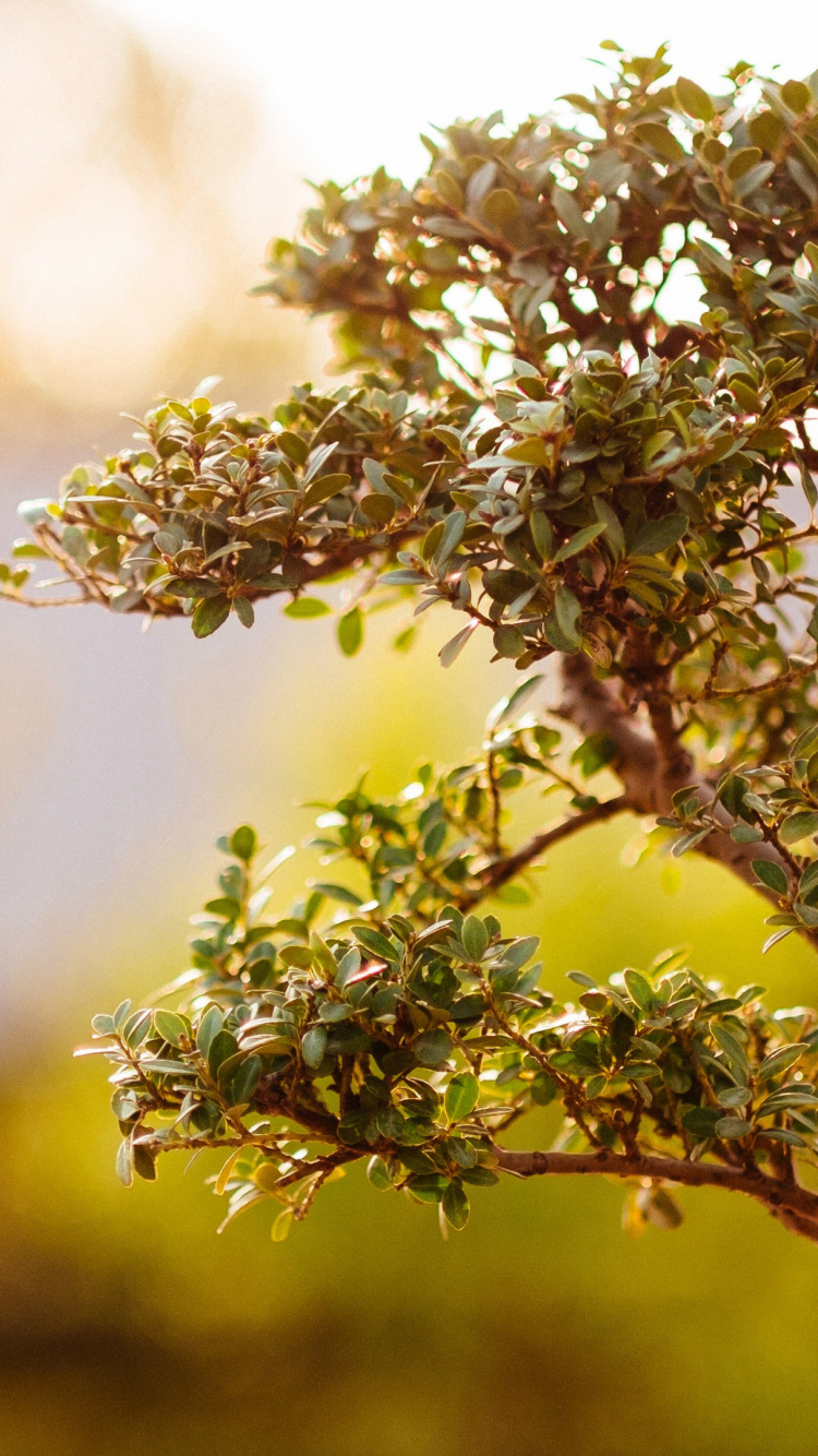 Grüne Und Weiße Blume in Tilt-Shift-Linse. Wallpaper in 750x1334 Resolution
