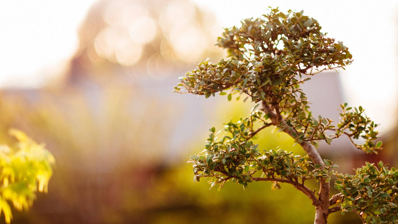 Green and White Flower in Tilt Shift Lens. Wallpaper in 1366x768 Resolution