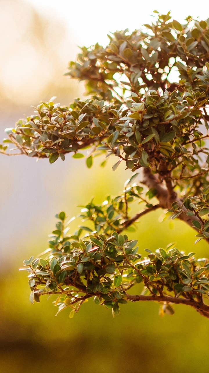 Green and White Flower in Tilt Shift Lens. Wallpaper in 720x1280 Resolution