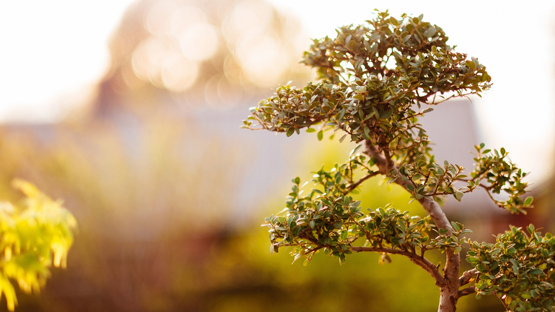 Flor Verde y Blanca en Lente de Cambio de Inclinación. Wallpaper in 1920x1080 Resolution