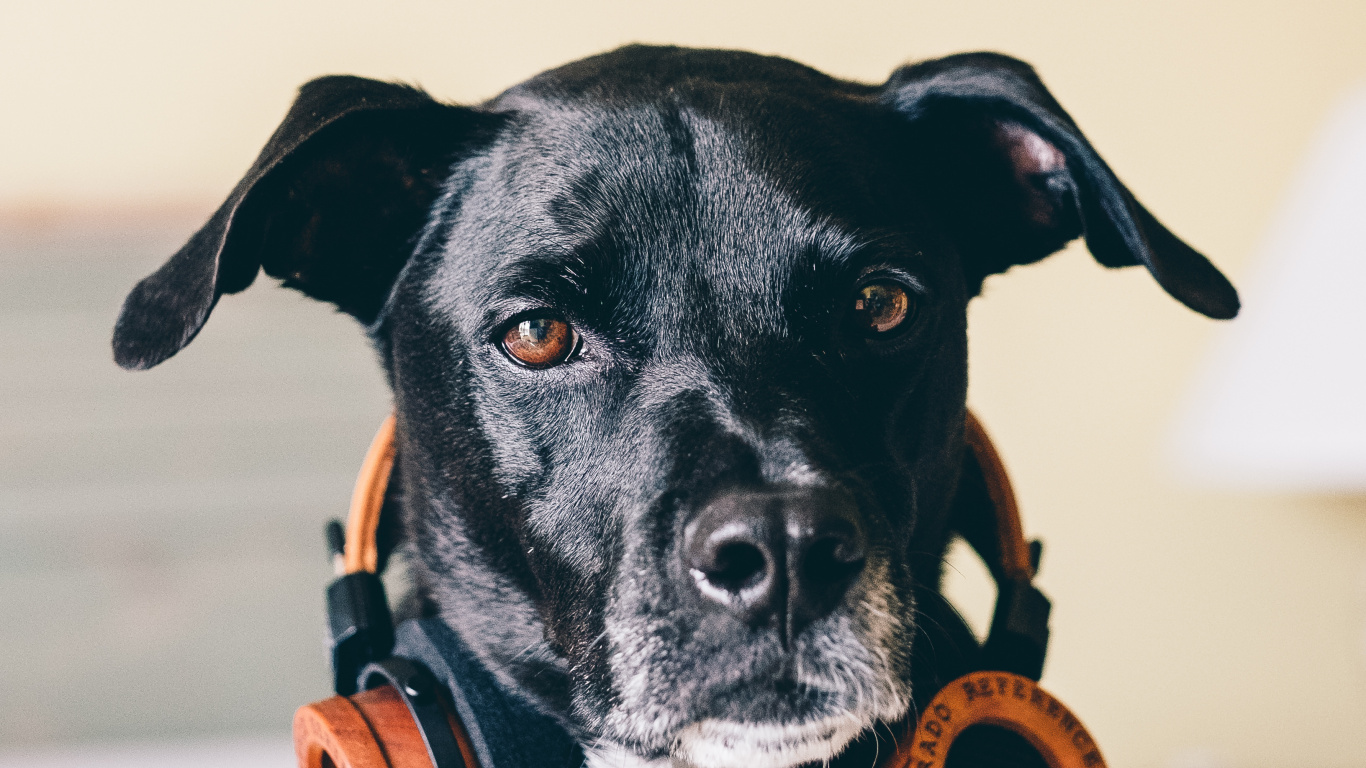 Hund, Hunderasse, Canidae, Carnivore, Sportliche Gruppe. Wallpaper in 1366x768 Resolution