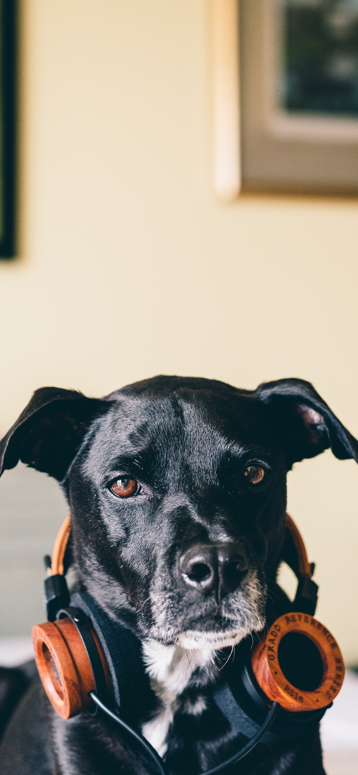 Perro, Raza de Perro, Canidae, Carnívoro, Grupo Deportivo. Wallpaper in 1242x2688 Resolution