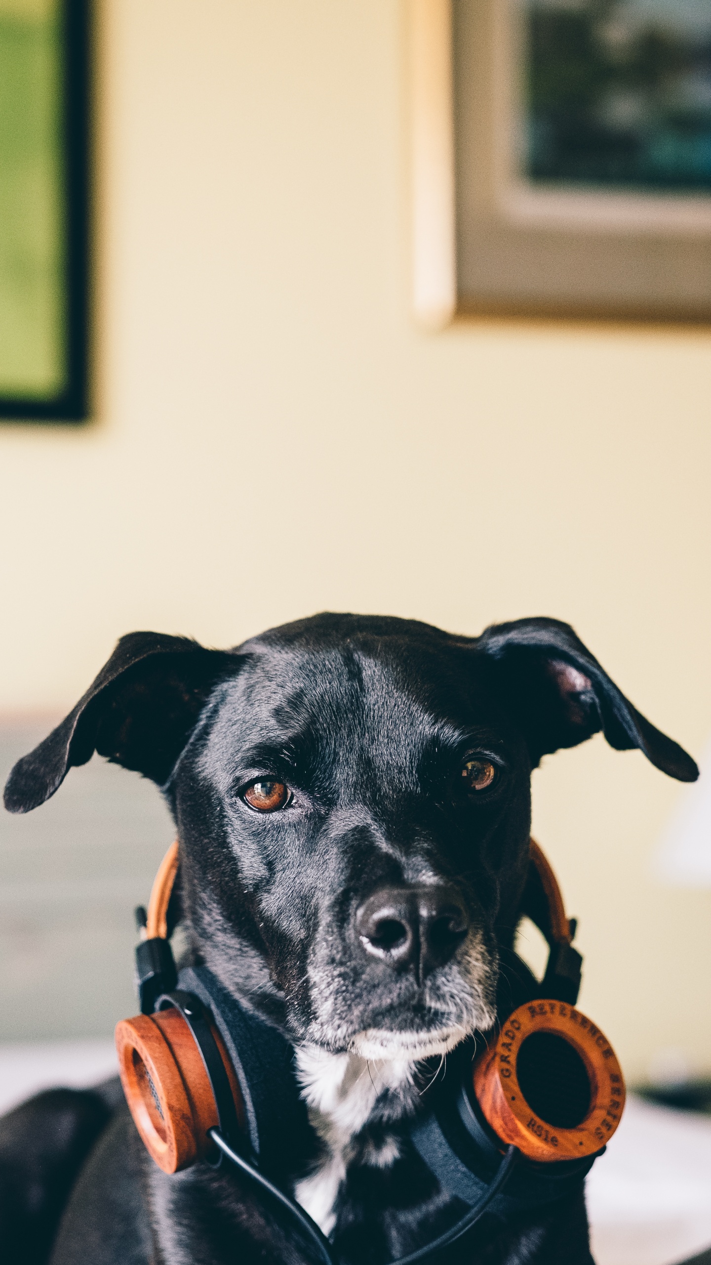 Perro, Raza de Perro, Canidae, Carnívoro, Grupo Deportivo. Wallpaper in 1440x2560 Resolution