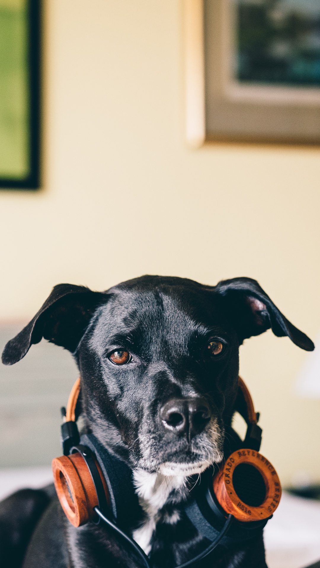 Dog, Dog Breed, Canidae, Snout, Carnivore. Wallpaper in 1080x1920 Resolution