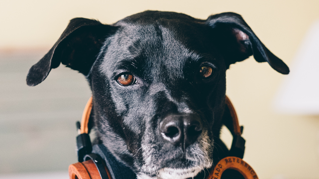 Dog, Dog Breed, Canidae, Snout, Carnivore. Wallpaper in 1280x720 Resolution