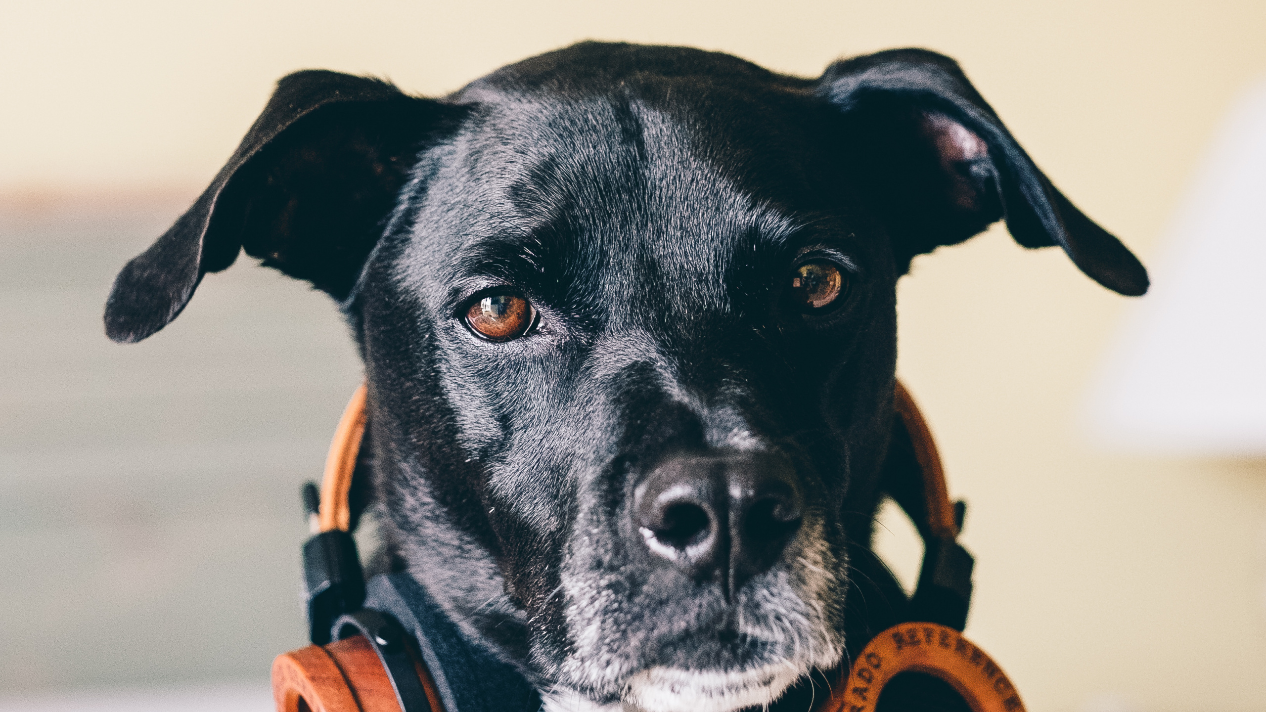 Dog, Dog Breed, Canidae, Snout, Carnivore. Wallpaper in 2560x1440 Resolution