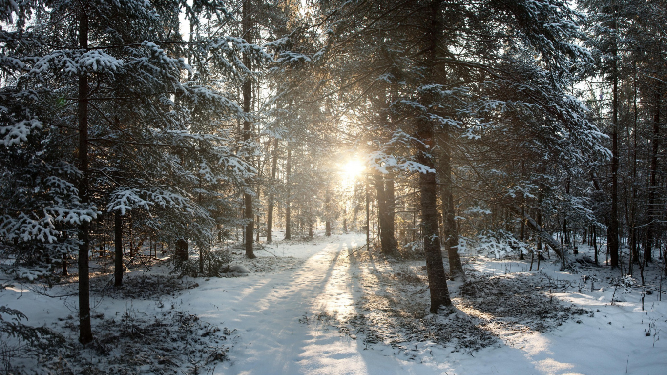 Brown Trees on Snow Covered Ground During Daytime. Wallpaper in 1366x768 Resolution
