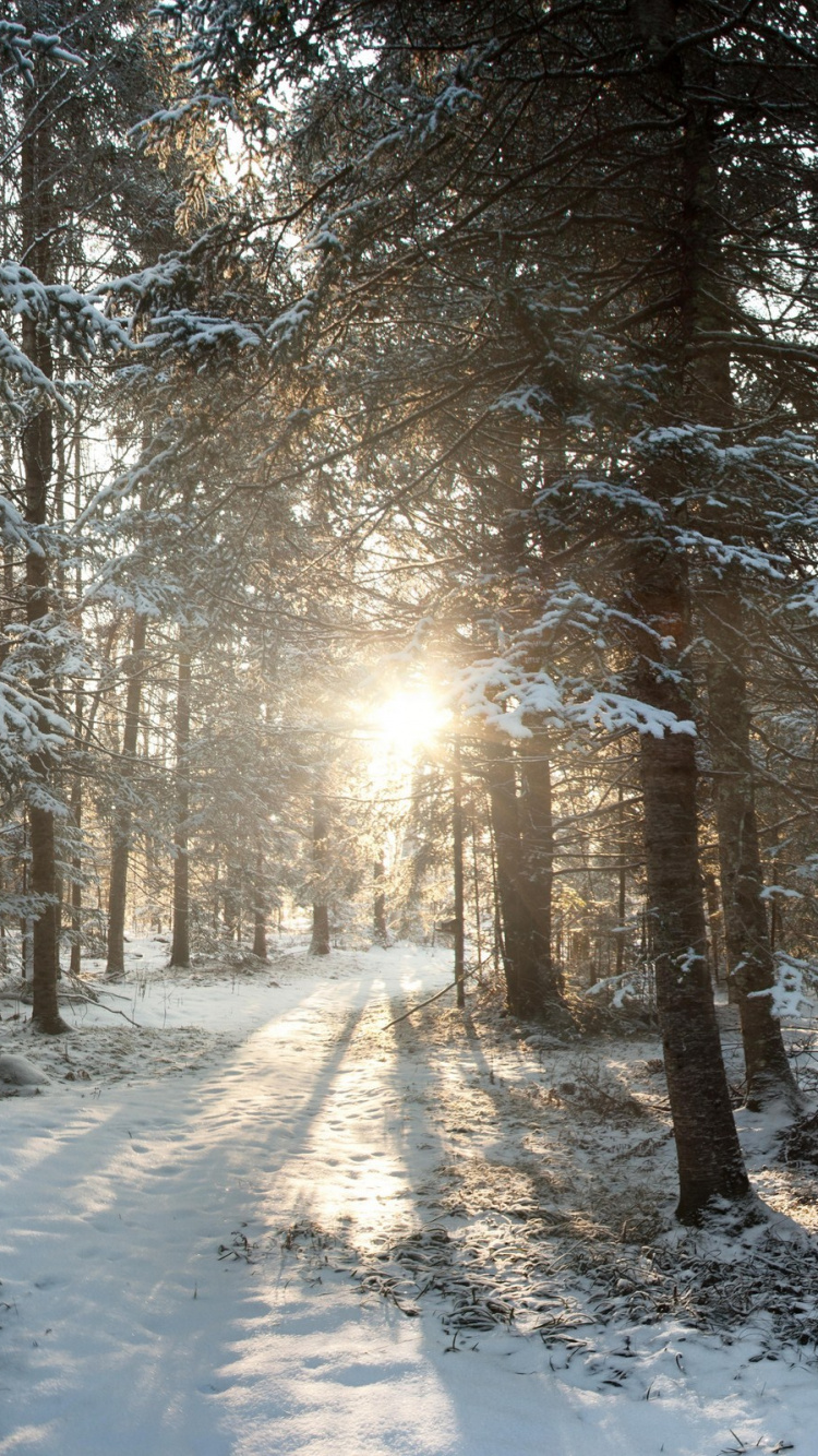 Brown Trees on Snow Covered Ground During Daytime. Wallpaper in 750x1334 Resolution