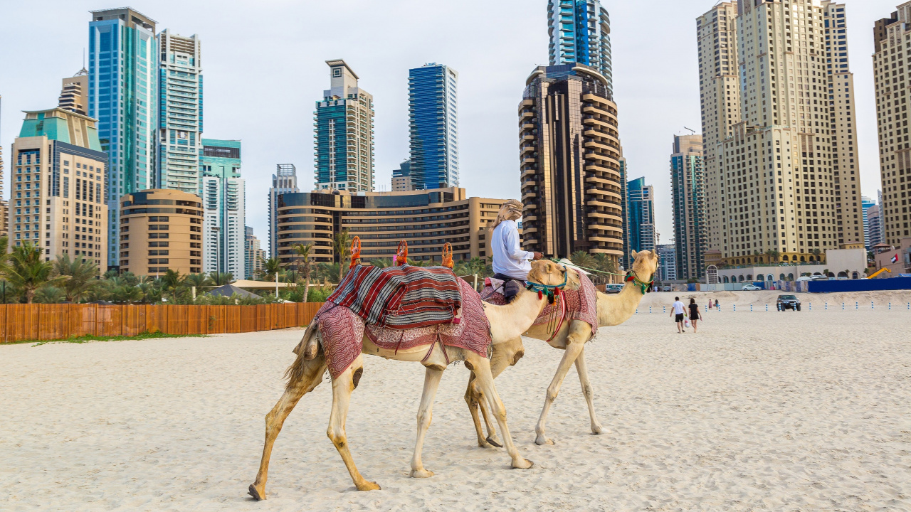 美亚海滩, 阿拉伯骆驼, 沙, 度假, 旅游业 壁纸 1280x720 允许