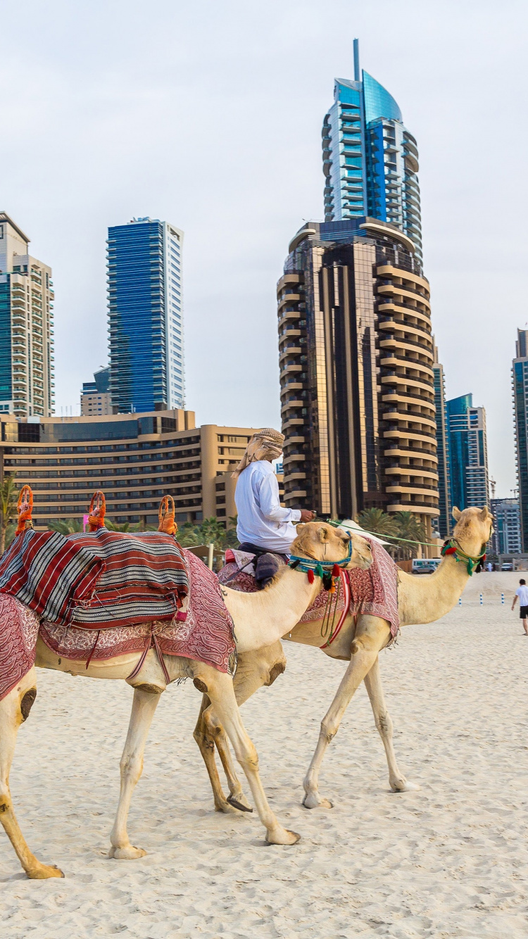 美亚海滩, 阿拉伯骆驼, 沙, 度假, 旅游业 壁纸 750x1334 允许