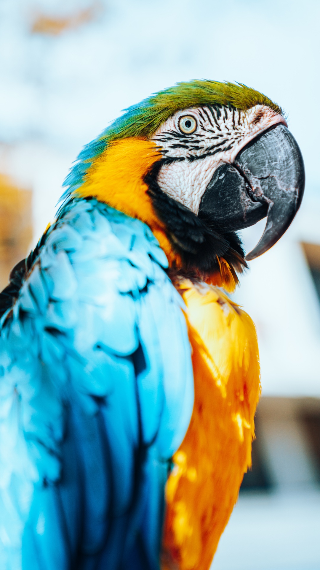 Blue Yellow and Orange Parrot. Wallpaper in 1080x1920 Resolution