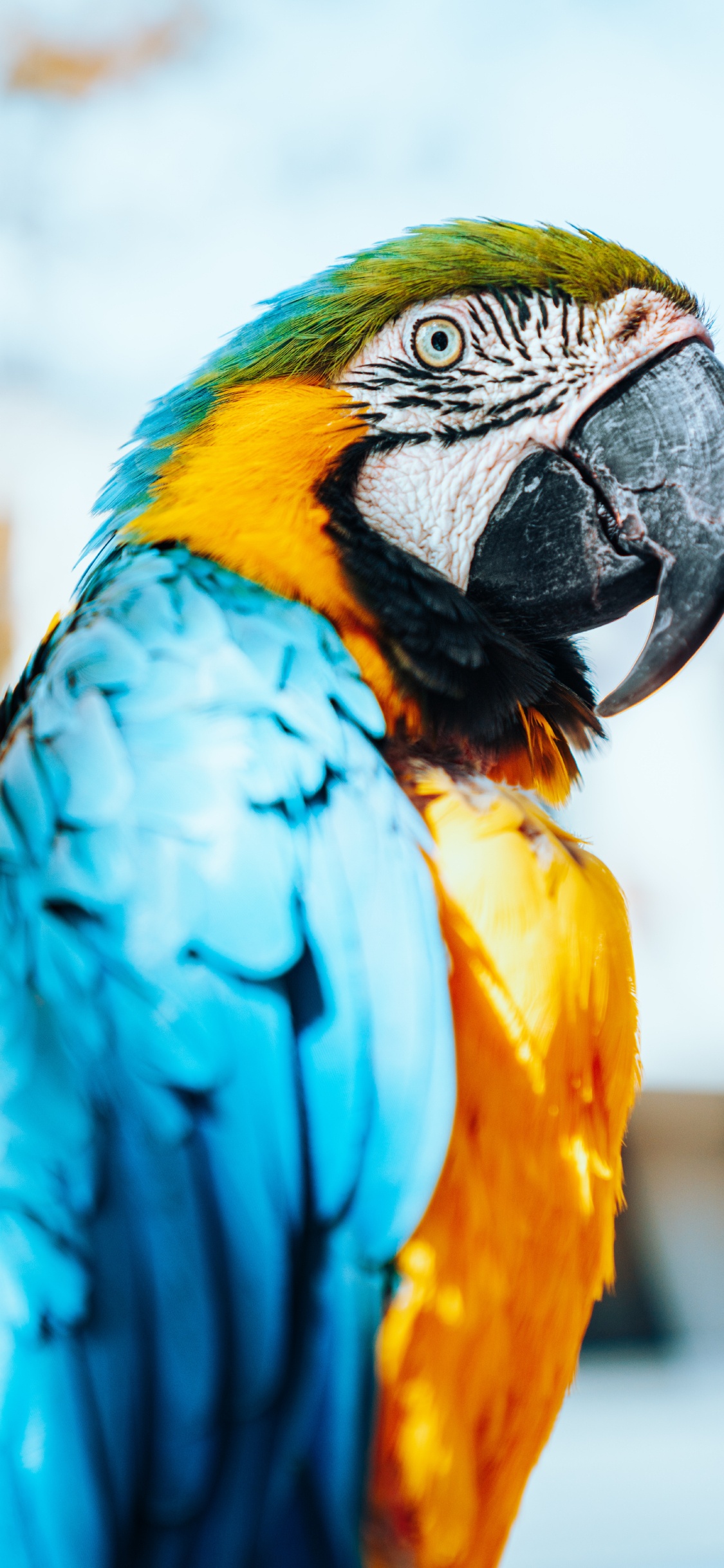 Blue Yellow and Orange Parrot. Wallpaper in 1125x2436 Resolution