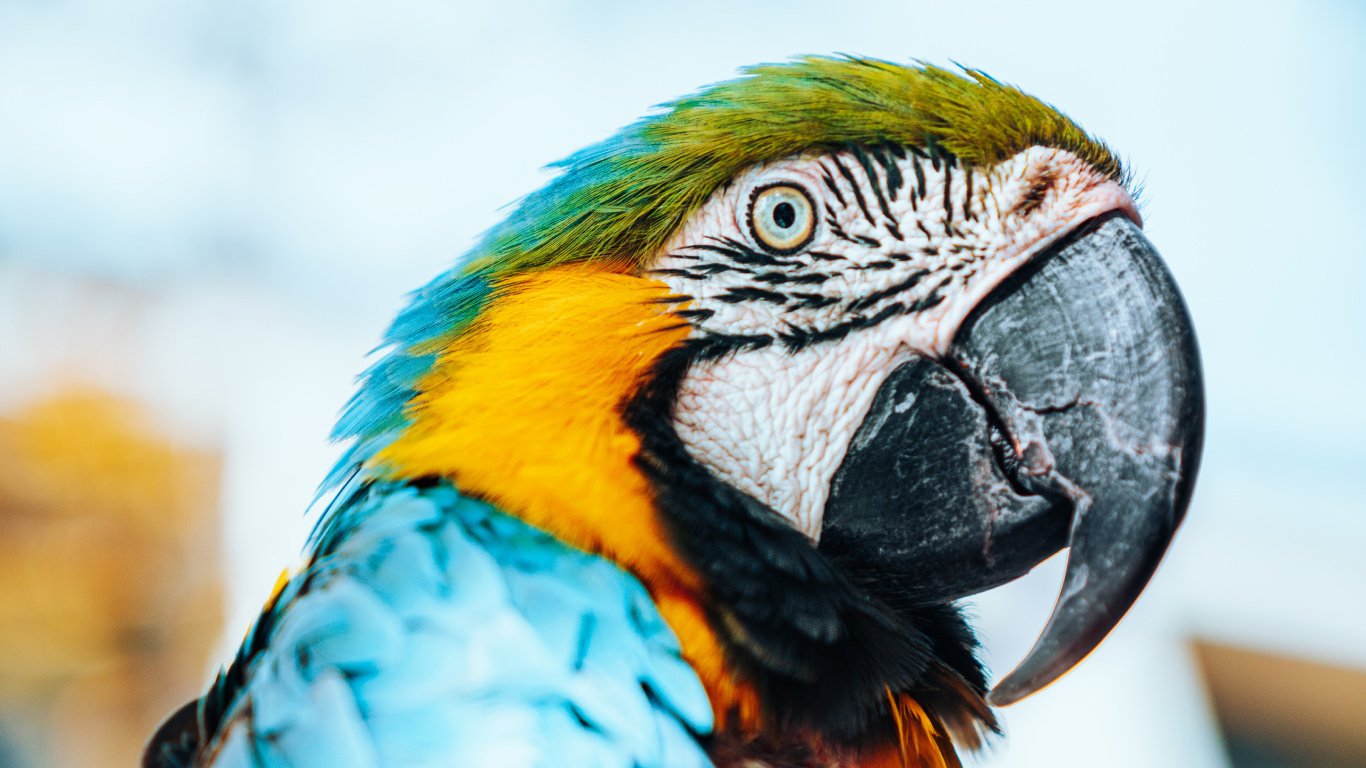 Blue Yellow and Orange Parrot. Wallpaper in 1366x768 Resolution