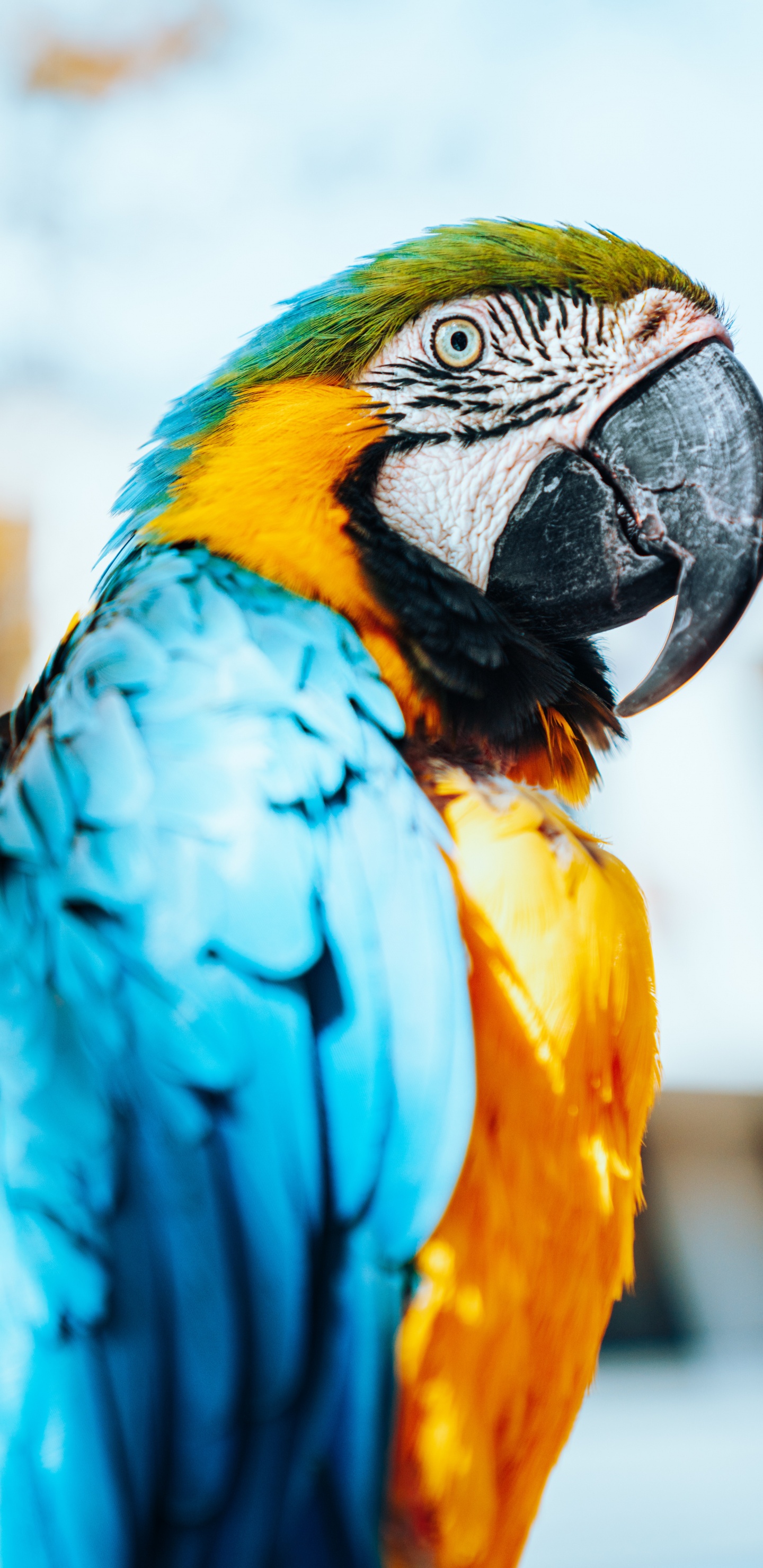 Blue Yellow and Orange Parrot. Wallpaper in 1440x2960 Resolution