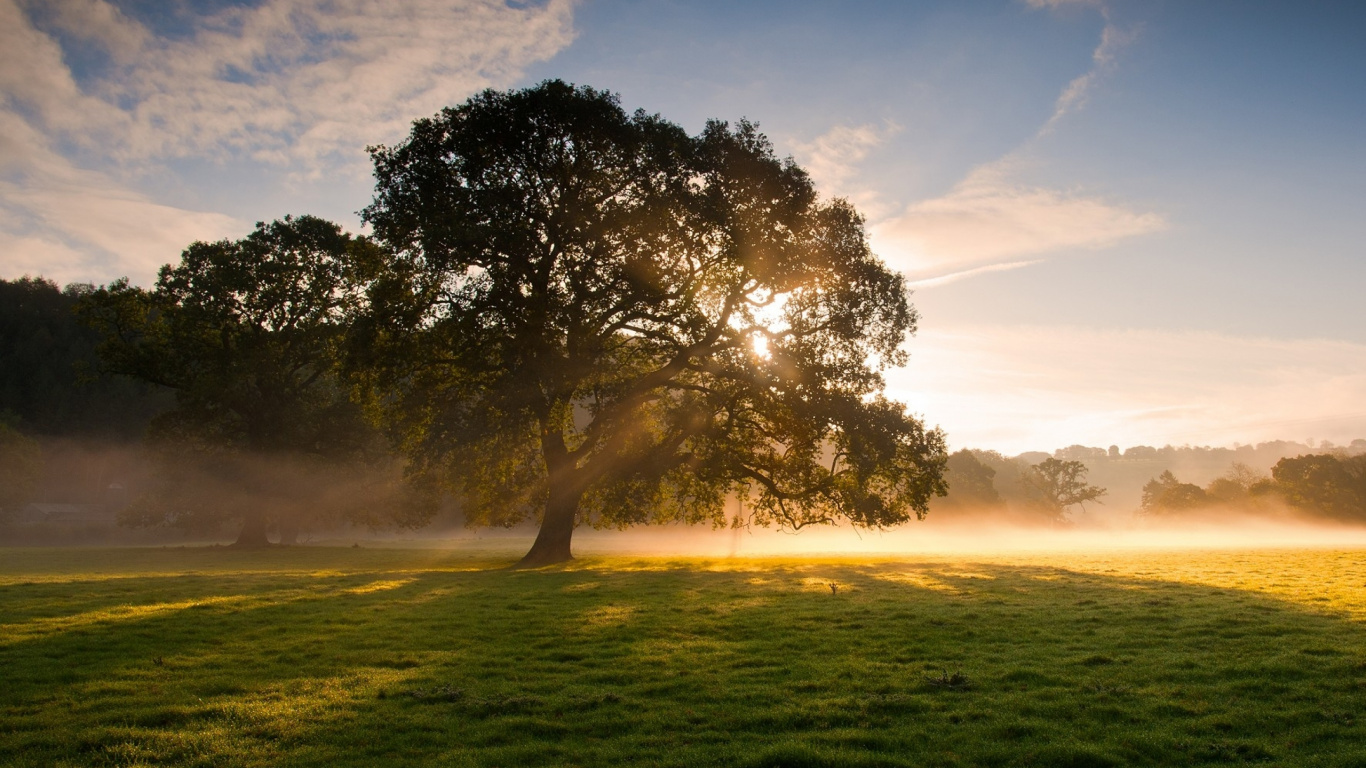 Arbre Vert Sur Terrain D'herbe Verte Pendant la Journée. Wallpaper in 1366x768 Resolution