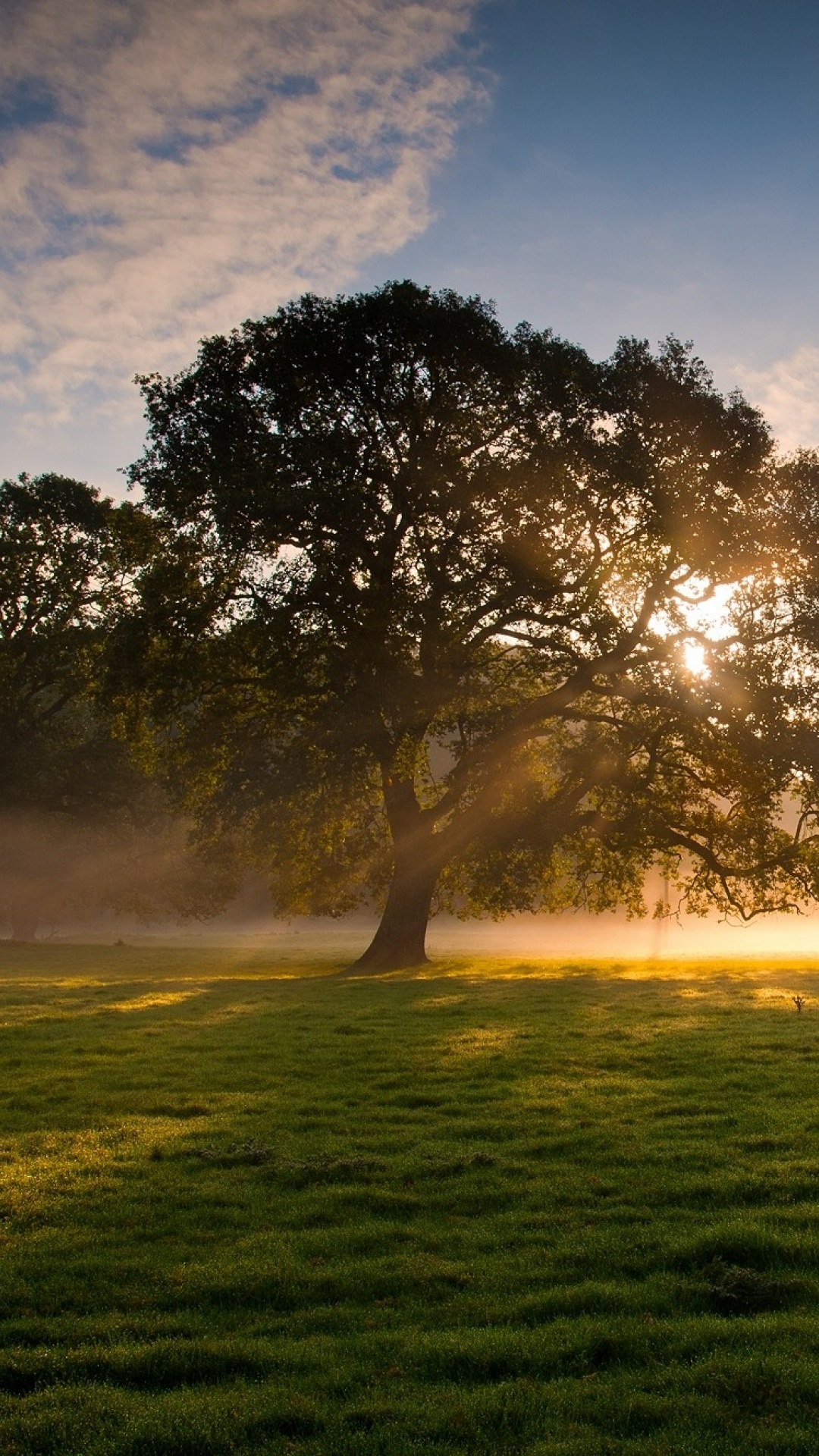 Green Tree on Green Grass Field During Daytime. Wallpaper in 1080x1920 Resolution