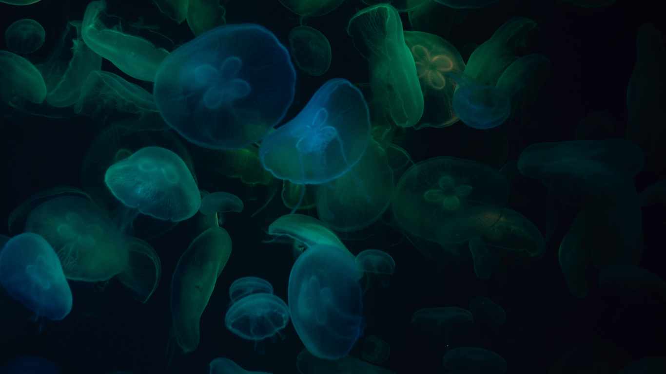 Blue and White Jelly Fish. Wallpaper in 1366x768 Resolution