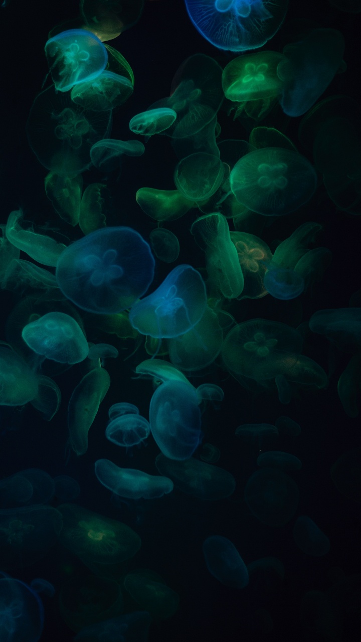 Blue and White Jelly Fish. Wallpaper in 720x1280 Resolution