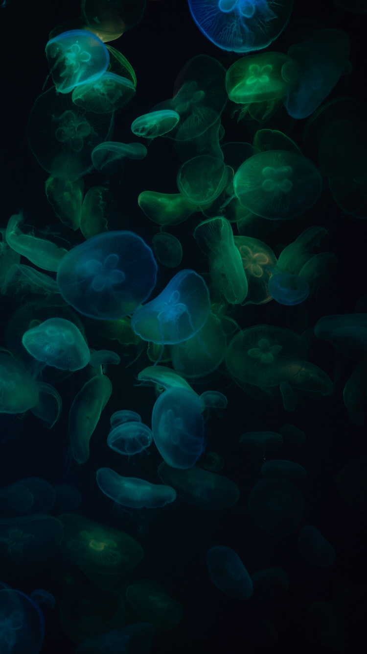 水上, 绿色的, 生物发光, 水下, 电蓝色的 壁纸 750x1334 允许